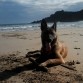 Elko en la playa de San Pedro.